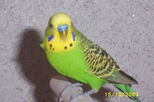 Wellensittich-Bild: Ok. Mein zweiter. Mein erster Felix (blau) ist leider nach ein paar Wochen entflogen :´( Dafür kam dann Felix 2.0. (grün). Er war super zahm, redseelig (\