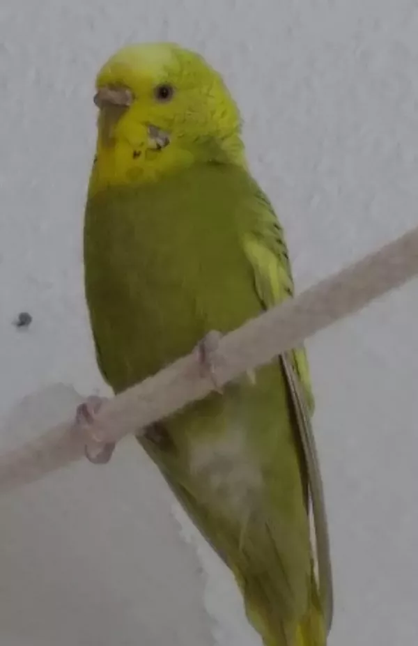 Wellensittich-Bild: Diese liebe Dame haben mein Partner und ich zusammen ausgesucht (als er merkte, wie sehr mich Wellis glücklich machen ^^ ). Sie war die Partnerin von Yerri (Mutterersatz?) und ist leider an einer Lebererkrankung verstorben :( Sie war der 1. Welli, den ich habe einschläfern lassen müssen...keine schöne Erinnerung :(