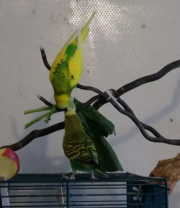 Wellensittich-Bild: Für frische Kohlrabieblätter wird gerne etwas Akrobatik geleistet ^^ Hier von Fips