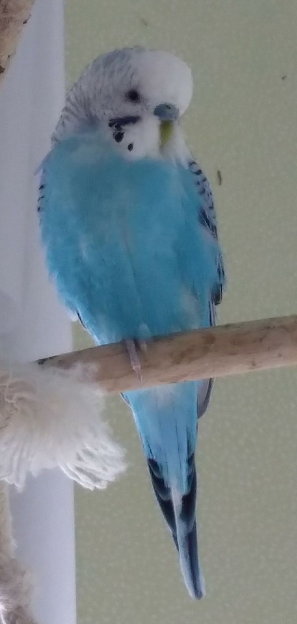 PHPSESSID