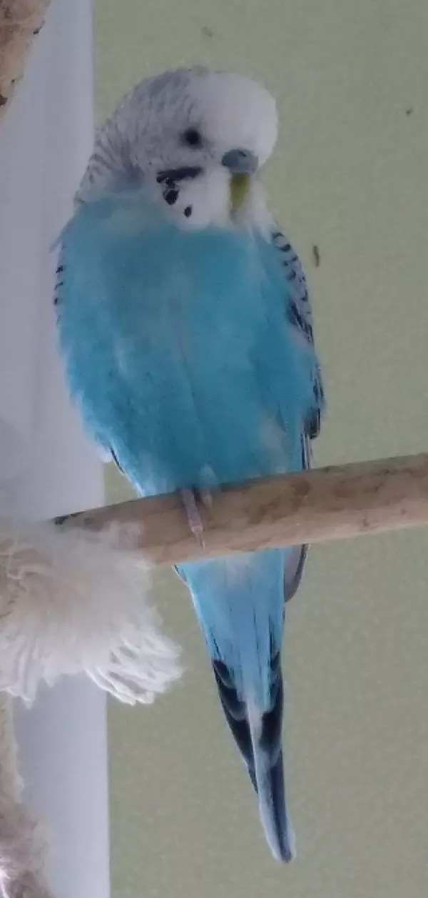 Wellensittich-Bild: Ein hübscher Kerl, er weiß das ;)