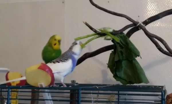 Wellensittich-Bild: Das scheint Bonnie ja zu mögen ;) Da vergisst er auch mal seinen Billy :D
