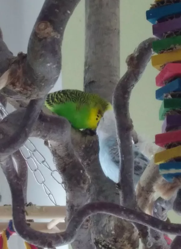 Wellensittich-Bild: Wärend die anderen sich alleine Putzen, macht Cassia dieses bei Loki mit Liebe u. Leidenschaft <3