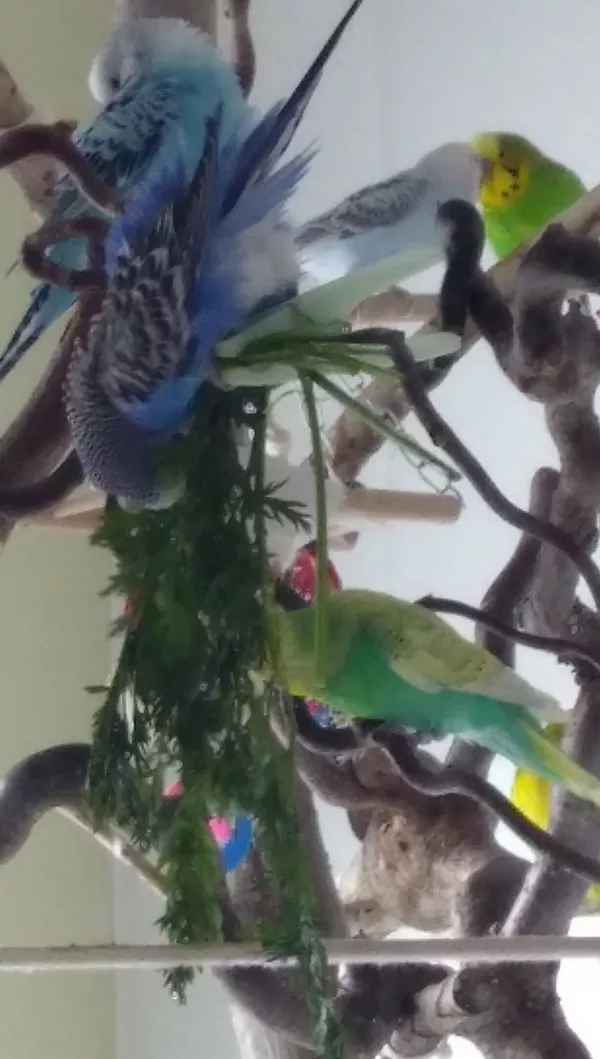 Wellensittich-Bild: Im Möhrengrün lässt es sich natürlich supertoll baden, auch Kopfüber :D Da ist Blue Feuer u. Flamme ^^ 
Im Hintergrund Loki u. Cassia beim turteln <3