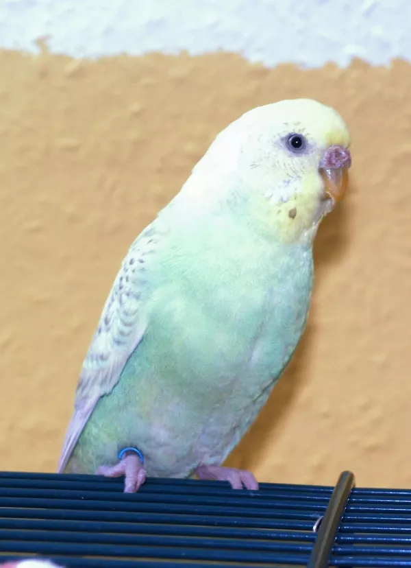 Wellensittich-Bild: Hier die hübsche Partnerin von Tarzan :) Die beiden waren wirklich ein süßes Pärchen *knuff*