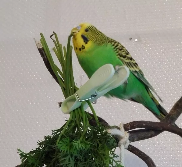 Wellensittich-Bild: Wie seine Schwester Blue knabbert auch Loki gerne an gesunden Sachen :) Er ist nur nicht so verfressen wie seine Schwester :D