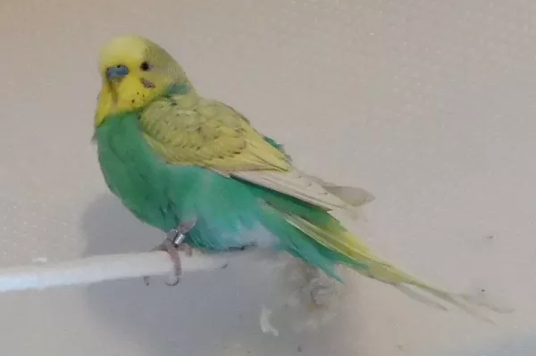 Wellensittich-Bild: Petri lässt sich nicht gerne fotoknipsen ^^ Vielleicht liegts an seinen verkorksten Füßen...da hat sein Züchter nicht aufgepasst -.- 