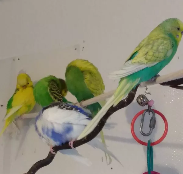 Wellensittich-Bild: Alle meine Männer (ausser der menschliche :D ) von li. nach re.: Fips, Loki, Billy, unten Bonnie, vorne Petri
