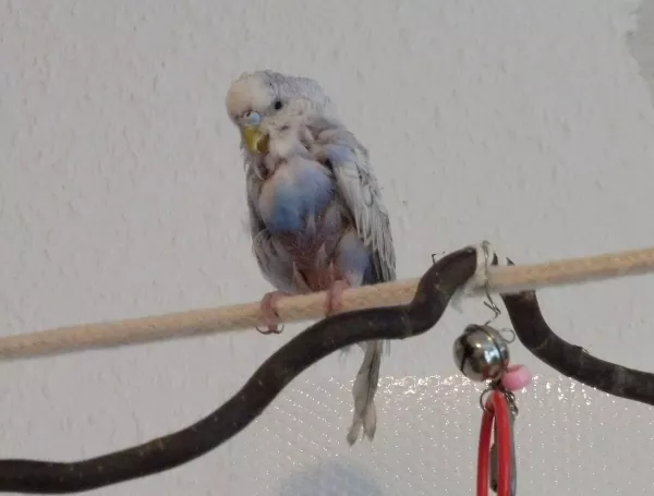 Wellensittich-Bild: Aufgegabelt im Tierheim (ich konnte ihn dort nicht lassen :( ), versuche ich ihn nun bei mir zu integrieren. Da die anderen merken, dass Nicki krank ist und irgendwann event. keine Federn mehr haben wird, ist die Integration etwas schwierig, aber der Kleine boxt sich durch und hat einen starken Willen :) Ich würde mich nur freuen, wäre er beim spielen etwas aktiver...nur nicht zu aktiv, dann fällt er runter und muss hochklettern (fliegen geht leider nicht mehr, nur noch flattern)
