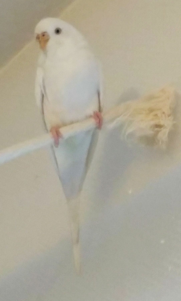 PHPSESSID