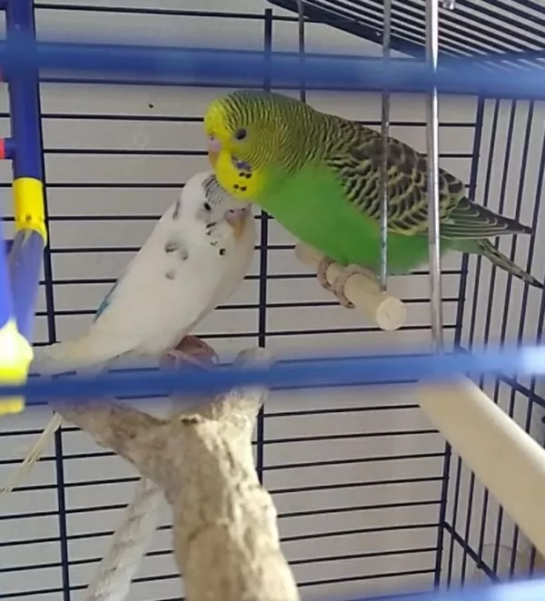 Wellensittich-Bild: Mein Partner wollte einen weißen Welli, also kam mit Loki auch Freya ins Haus. Leider ist auch sie nach ein paar Tagen verstorben; ein Symptom: sehr starker Durchfall. Sie war der 1. Welli, dem ich quasi beim Tod zugesehen habe...ich wollte noch zum Tierarzt, aber in dem Moment ist sie von der Stange gekippt :´( Ein zu kurzes Leben für ein so hübsche Mädel...