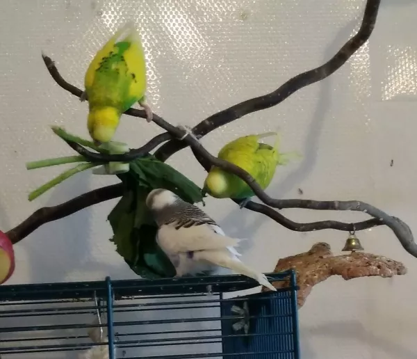 Wellensittich-Bild: Trotz etwas wackeliger Konstruktion passt der Kopf vom kleinen Billy locker zwischen den Ästen hindurch xD Hauptsache, man kommt gut ans Kohlrabiblatt ;) 
Bei Fips und Bonnie siehts entspannter aus ^^