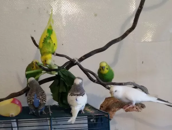 Wellensittich-Bild: Wenigstens 6 ließen sich bildlich einfangen ^^ Muka und Petrie fehlen leider
