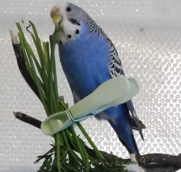 Wellensittich-Bild: Die kleine Blue bei ihrer Lieblinsbeschäftigung: Essen ;)