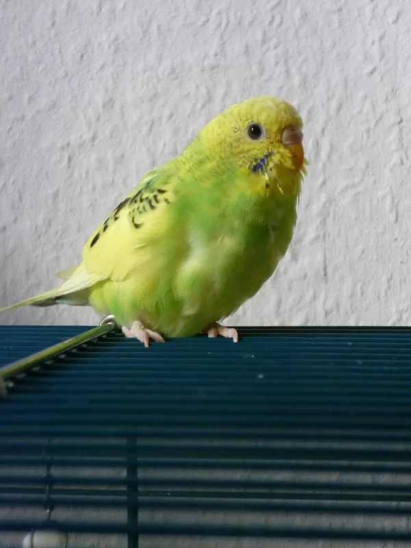 Wellensittich-Bild: Den hat mein Partner ausgesucht, wegen der hübschen Farbe ^^ Die Kleine war auch unglaublich süß und agil. Statt eines Männchens hat sie sich direkt von Anfang an an unserer Luna \