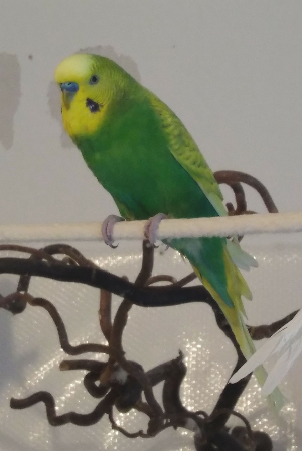 PHPSESSID