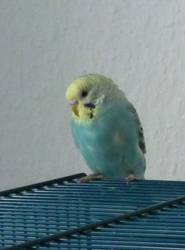 PHPSESSID