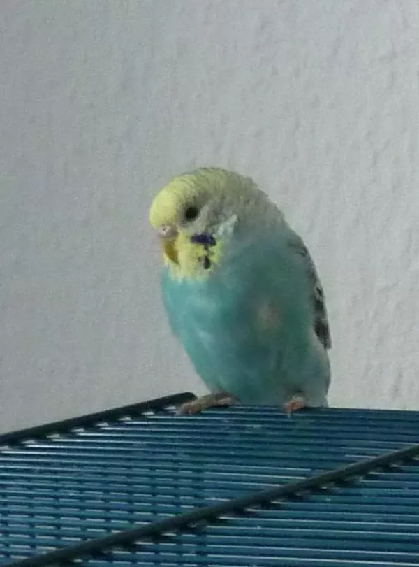 Wellensittich-Bild: Der süße Kautz hatte auch eine sehr schöne Farbe :) Leider ist er nicht sehr alt geworden :/ Und hatte auch keinen Partner gefunden...aber er war sehr verknabbert und redseelig :D
