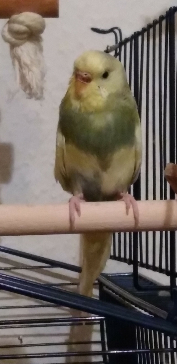 PHPSESSID