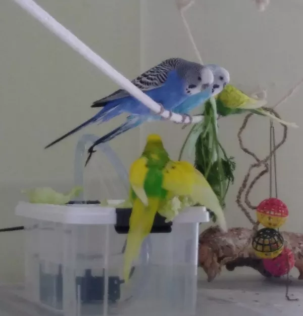 Wellensittich-Bild: Blue u. Piku waren etwas skeptisch der neuen Dusche gegenüber, Fips hingegen nutzte sie als besseren Landeplatz xD Und Billy (ganz hinten) wie immer neutral, hauptsache was zu naschen ^^