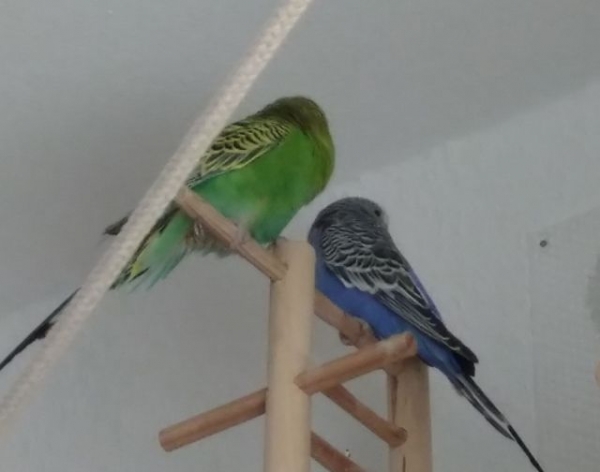 Strubi