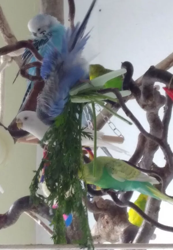 Wellensittich-Bild: ..und nochmal richtig rein ins kühle Grün ^^ Vorher wurde die schüchterne Skye noch weggescheucht, frei dem Motto: Alles meins, weg da!! xD Aber sie kam natürlich wieder an, die weiße Maus ;)