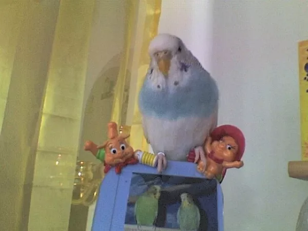 Wellensittich-Bild: Der kleine Frechdachs sollte eigentlich ein Männchen werden (als Ersatzpartner für Sweety, als Felix starb). Leider wurde es doch ein Weibchen und die beiden haben sich manchmal gut gezofft...Weiber -.- Aber es war auszuhalten und sie hat sich gut entwickelt :)
