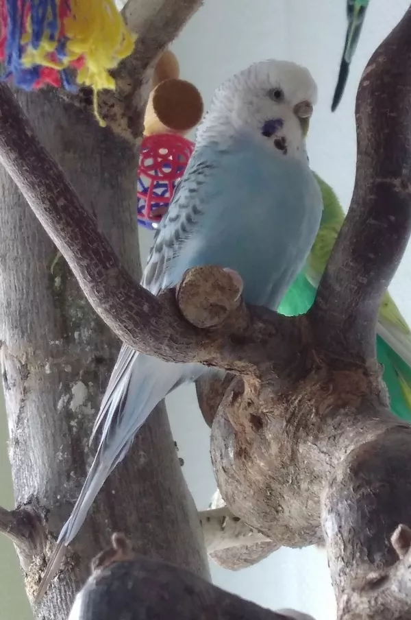 Wellensittich-Bild: Ihr Lieblingsort, der Vogelbaum :)
