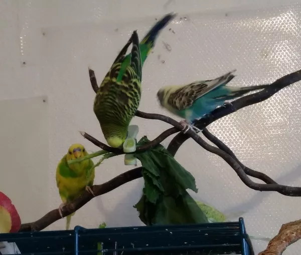 Wellensittich-Bild: Für frische Kohlrabieblätter wird gerne etwas Akrobatik geleistet ^^ Hier von Loki