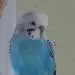 Piku
