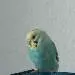 Taro