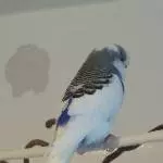Knutschkugel Bonnie