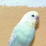Pflegekind Bobby