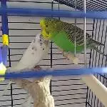 Freya im Hintergrund