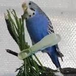 die kleine Blue