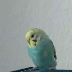 Geschwisterchen Taro von Yerri