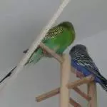 der arme Strubi :/