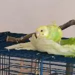 Fips beim Salat probieren