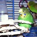 Sweety 