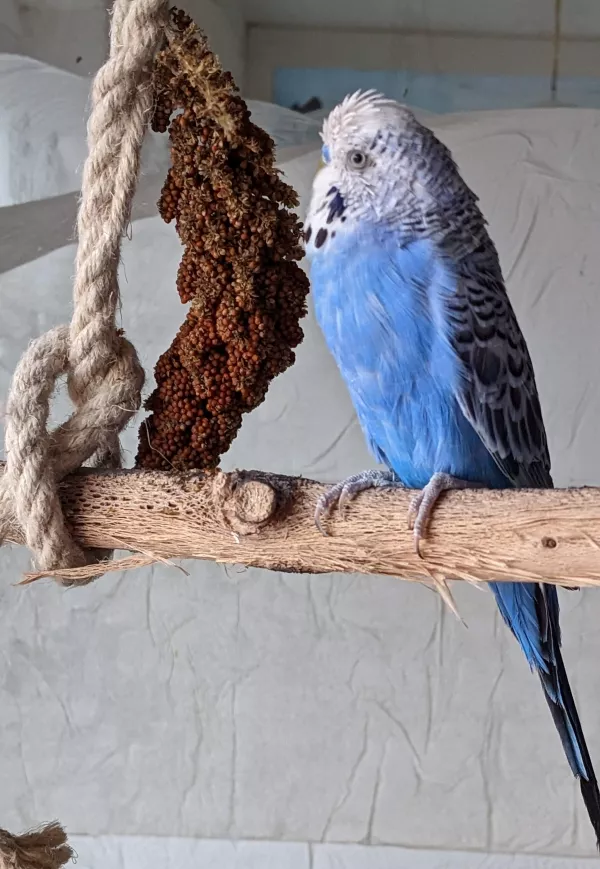 Wellensittich-Bild: Lecker Kolben