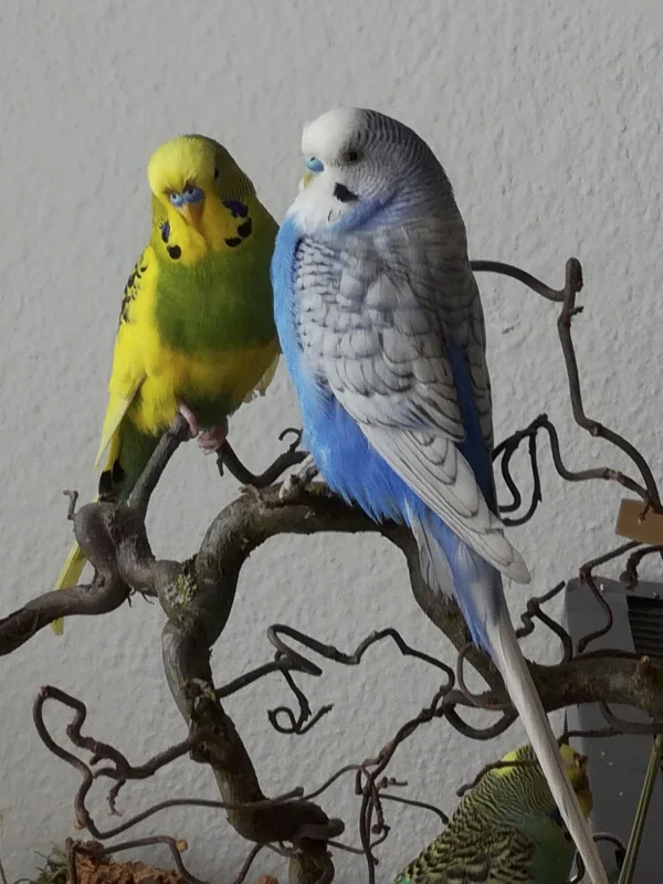 Wellensittich-Bild: Der alteingesessene Trey (rechts) erklärt Carini wie das hier so läuft. Mittlerweile sind sie dicke Kumpels.