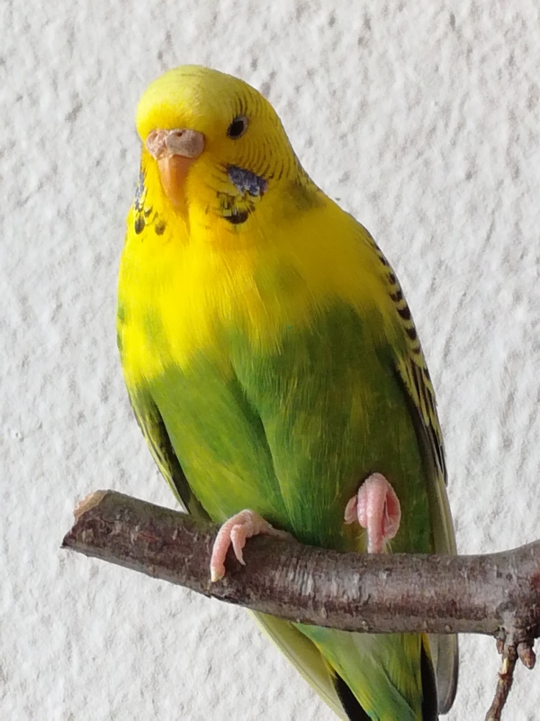 Tela