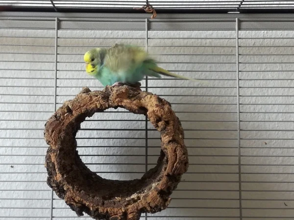 Wellensittich-Bild: Superflausch