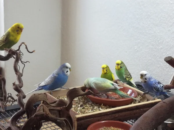 Wellensittich-Bild: Unser Neuzugang Tweezer (zwölf Wochen alt) kennt sich mit der Reihenfolge am Futternapf noch nicht aus. Die Überraschung und Empörung steht den Anderen ins Gesicht geschrieben.