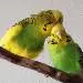 Kruemel