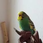 Die Prinzessin auf dem Thron