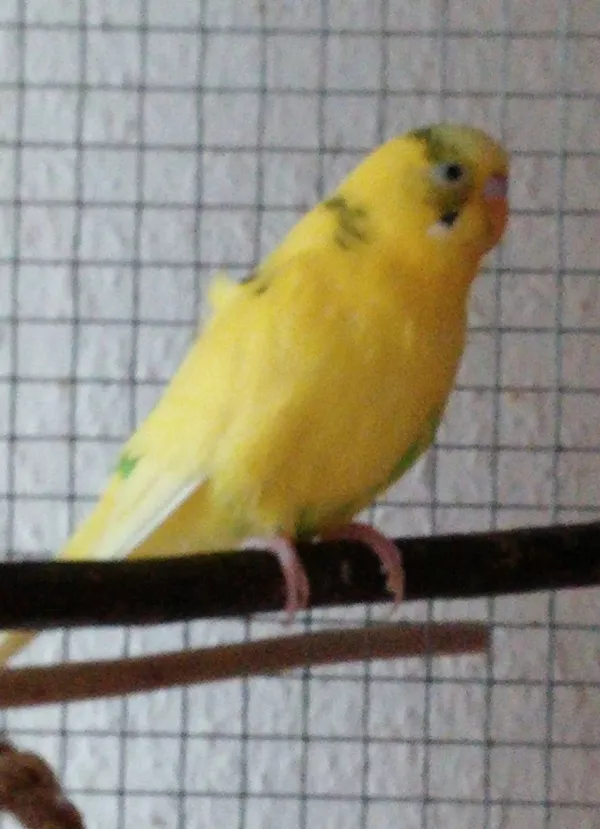 Wellensittich-Bild: Paul, der kleine Filou... 