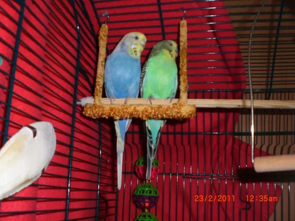 Wellensittich-Bild: Tweety und Sylvester kurz nach dem Einzug, noch im alten kleinen Käfig