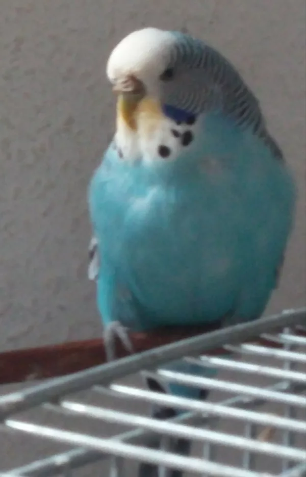 Wellensittich-Bild: Die ruhige Grete