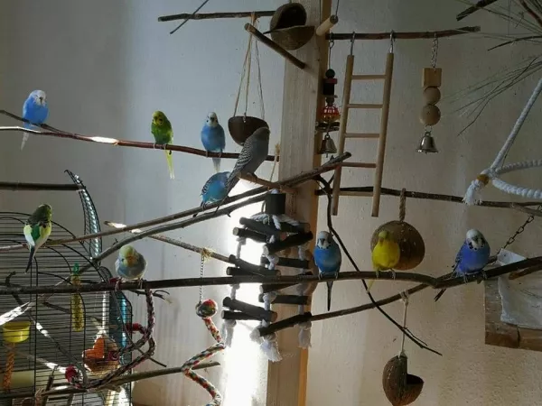 Wellensittich-Bild: Im Welli-Zimmer 